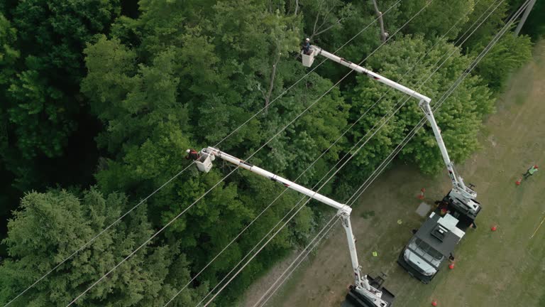 Leaf Removal in Ferrum, VA